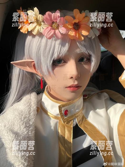 腥味猫罐 有腥味猫罐的全集,夜莺也是只“猫”型的兰花~你看吗?
